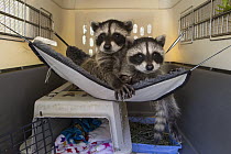 Raccoon (Procyon lotor) orphaned babies resting in hammock, WildCare Wildlife Rehabilitation Center, San Rafael, California