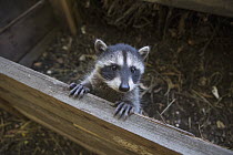 Raccoon (Procyon lotor) orphaned baby in foster home, WildCare Wildlife Rehabilitation Center, San Rafael, California