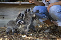 Raccoon (Procyon lotor) orphaned babies following JoLynn Taylor, volunteer at WildCare Wildlife Rehabilitation Center, San Rafael, California