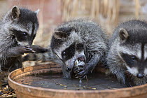Raccoon (Procyon lotor) orphans learning to fish for clams in backyard of foster home, WildCare Wildlife Rehabilitation Center, San Rafael, California