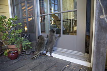 Raccoon (Procyon lotor) orphaned babies pawing at the door of their foster home, WildCare Wildlife Rehabilitation Center, San Rafael, California