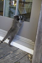 Raccoon (Procyon lotor) orphaned baby pawing at the door to foster home, WildCare Wildlife Rehabilitation Center, San Rafael, California