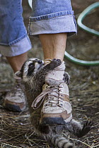Raccoon (Procyon lotor) orphaned baby clinging to the leg of a volunteer, WildCare Wildlife Rehabilitation Center, San Rafael, California