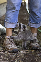 Raccoon (Procyon lotor) orphaned baby whining at volunteer during re-wilding process, WildCare Wildlife Rehabilitation Center, San Rafael, California