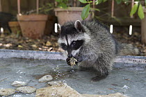 Raccoon (Procyon lotor) orphan learning to fish for clams in backyard of foster home, WildCare Wildlife Rehabilitation Center, San Rafael, California
