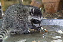 Raccoon (Procyon lotor) orphan learning to fishing for clams in backyard of foster home, WildCare Wildlife Rehabilitation Center, San Rafael, California