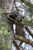 Raccoon (Procyon lotor) orphaned babies learning to climb trees in backyard of foster home, WildCare Wildlife Rehabilitation Center, San Rafael, California