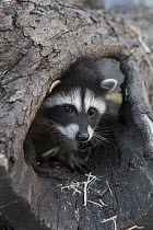 Raccoon (Procyon lotor) orphaned juvenile, WildCare Wildlife Rehabilitation Center, San Rafael, California