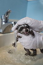 Raccoon (Procyon lotor) baby being bathed in foster home, WildCare Wildlife Rehabilitation Center, San Rafael, California