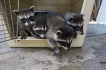 Raccoon (Procyon lotor) orphaned babies at foster home, WildCare Wildlife Rehabilitation Center, San Rafael, California