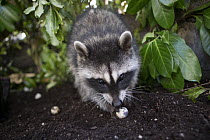 Raccoon (Procyon lotor) orphaned juvenile eating an egg, WildCare Wildlife Rehabilitation Center, San Rafael, California