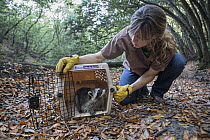 Raccoon (Procyon lotor) orphaned juvenile being released into wild by Shelly Ross, volunteer at WildCare Wildlife Rehabilitation Center, San Rafael, California