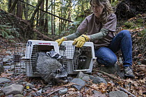 Raccoon (Procyon lotor) orphaned babies at release, WildCare Wildlife Rehabilitation Center, San Rafael, California