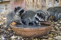 Raccoon (Procyon lotor) orphaned babies at water dish in foster home, WildCare Wildlife Rehabilitation Center, San Rafael, California