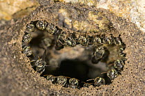 Stingless Bees (Meliponini) at nest, Cockscomb Basin Wildlife Sanctuary, Belize
