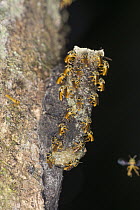 Stingless Bee (Meliponini) nest, Cockscomb Basin Wildlife Sanctuary, Belize