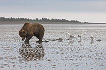 Grizzly Bear (Ursus arctos horribilis) searching for clams on tidal flats followed by opportunistic gulls, Lake Clark National Park, Alaska
