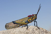 Grasshopper (Phymateus saxosus), Isalo National Park, Madagascar