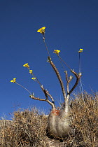 Bottle Tree (Pachypodium rosulatum) flowering, Isalo National Park, Madagascar