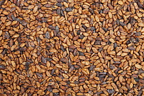 Cocoa (Theobroma cacao) beans drying, Ilheus, Brazil