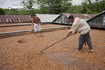 Cocoa (Theobroma cacao) workers on cocoa farm with tool turning naturally drying beans, Ilheus, Brazil