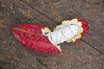 Cocoa (Theobroma cacao) fruit, Ilheus, Brazil