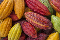 Cocoa (Theobroma cacao) fruits, Ilheus, Brazil