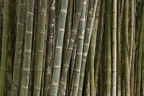 Bamboo, Ibirapuera Park, Sao Paulo, Brazil