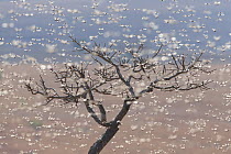 Migratory Locust (Locusta migratoria) swarm flying, near Isalo National Park, Madagascar