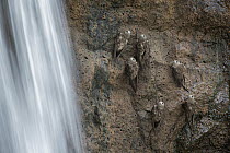 Great Dusky Swift (Cypseloides senex) group perched on cliff near waterfall, Iguacu National Park, Brazil