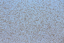 Migratory Locust (Locusta migratoria capito) swarm flying, near Isalo National Park, Madagascar