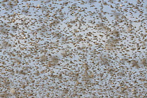Migratory Locust (Locusta migratoria) swarm flying, Isalo National Park, Madagascar