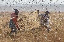 Migratory Locust (Locusta migratoria) swarm being harvested for food by two men using a sheet, Isalo National Park, Madagascar