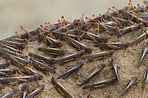 Migratory Locust (Locusta migratoria) warming up on termite mound, near Isalo National Park, Madagascar