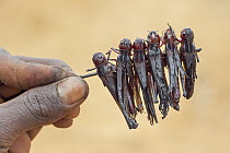 Migratory Locust (Locusta migratoria) group skewered for roasting over fire, Isalo National Park, Madagascar