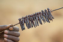 Migratory Locust (Locusta migratoria) being prepared for consumption by roasting over fire, Isalo National Park, Madagascar