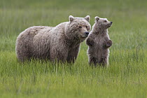 Grizzly Bear (Ursus arctos horribilis) mother and cub in grass, Lake Clark National Park, Alaska