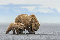 Grizzly Bear (Ursus arctos horribilis) mother and cub digging for clams on tidal flats, Lake Clark National Park, Alaska