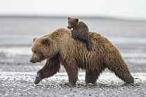 Grizzly Bear (Ursus arctos horribilis) cub on mothers back walking on tidal flats, Lake Clark National Park, Alaska