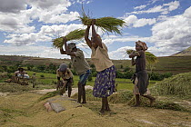 Rice (Oryza sativa) crop being threshed by hand, Madagascar