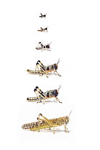 Desert Locust (Schistocerca gregaria) life stages from larva through stages L1 to L5, Africa