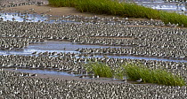 Semipalmated Sandpiper (Calidris pusilla) flock on tidal flat, Bay of Fundy, New Brunswick, Canada