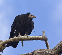 California Condor (Gymnogyps californianus) juvenile, Zion National Park, Utah