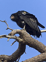 California Condor (Gymnogyps californianus) juvenile, Zion National Park, Utah