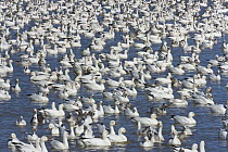 Snow Goose (Chen caerulescens) flock, in pond, Bosque del Apache National Wildlife Refuge, New Mexico