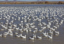 Snow Goose (Chen caerulescens) flock in pond, Bosque del Apache National Wildlife Refuge, New Mexico