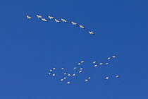 Snow Goose (Chen caerulescens) flock flying, Bosque del Apache National Wildlife Refuge, New Mexico