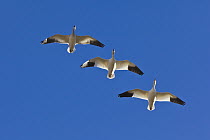 Snow Goose (Chen caerulescens) trio flying, Bosque del Apache National Wildlife Refuge, New Mexico