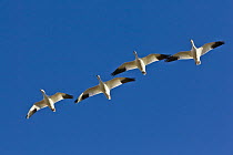 Snow Goose (Chen caerulescens) group flying, Bosque del Apache National Wildlife Refuge, New Mexico