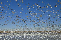 Snow Goose (Chen caerulescens) flock taking flight from pond, Bosque del Apache National Wildlife Refuge, New Mexico